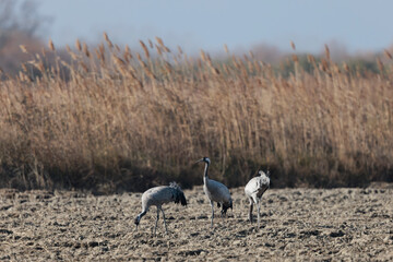 Grus grus Common eurpean crane feeding in rice fields in Southern France