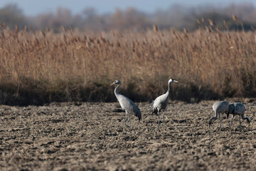 Grus grus Common eurpean crane feeding in rice fields in Southern France