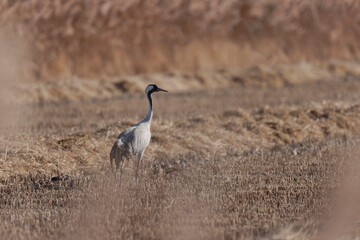 Grus grus Common eurpean crane feeding in rice fields in Southern France