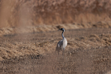 Grus grus Common eurpean crane feeding in rice fields in Southern France