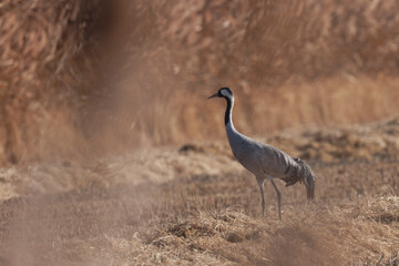 Fototapeta premium Grus grus Common eurpean crane feeding in rice fields in Southern France