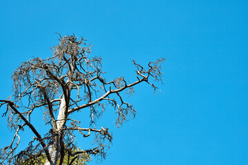 Dry pine branches against blue sky. Concept of bad ecology.