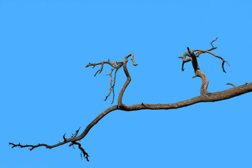 Dry pine branches against blue sky. Concept of bad ecology.