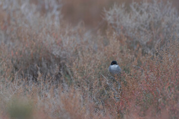 Sardinian warbler Curruca melanocephala in the sansouire in Camargue, Southern France