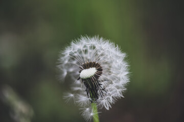 Shallow depth of field (selective focus) details with a seeding dandelion flower (Taraxacum) during a sunny spring day.