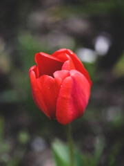 Shallow depth of field (selective focus) details with red tulips on a sunny spring day.