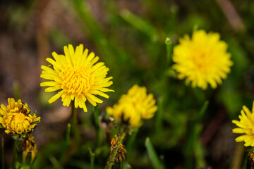 Shallow depth of field (selective focus) details with seeding and flowering dandelion flowers (Taraxacum) during a sunny spring day.
