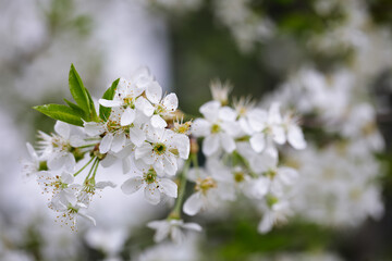 Shallow depth of field (selective focus) details with plum tree flowers during a sunny spring day.