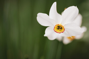 Shallow depth of field (selective focus) details with a white daffodil flower (Narcissus) on a sunny spring day.