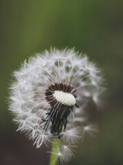 Shallow depth of field (selective focus) details with a seeding dandelion flower (Taraxacum) during a sunny spring day.