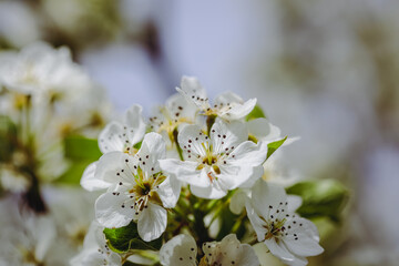 Shallow depth of field (selective focus) details with plum tree flowers during a sunny spring day.