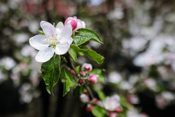 Shallow depth of field (selective focus) details with apple tree flowers during a sunny spring day.