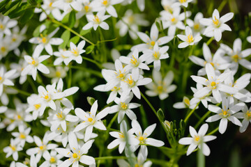 Shallow depth of field (selective focus) details white rain lily flowers (Zephyranthes candida, autumn zephyr lily, white windflower).