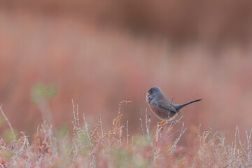 Dartford warbler curruca undata perching in the sansouire in Camargue, Southern France