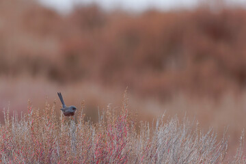 Dartford warbler curruca undata perching in the sansouire in Camargue, Southern France