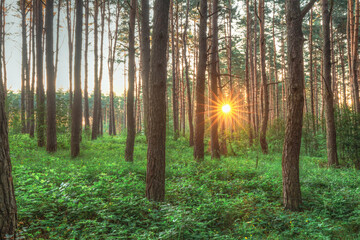 Sunset Sunrise Sun Sunshine Shining Through Pine Trees In Sunny Summer Coniferous Forest. Sunlight Sunrays Through Woods In Greenwood Forest Landscape.