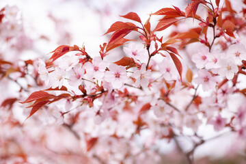 やさしい山桜の花