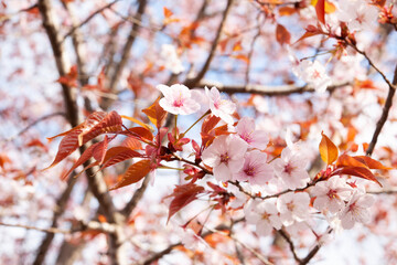 穏やかな日差しと山桜
