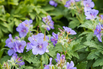 夏の礼文島風景