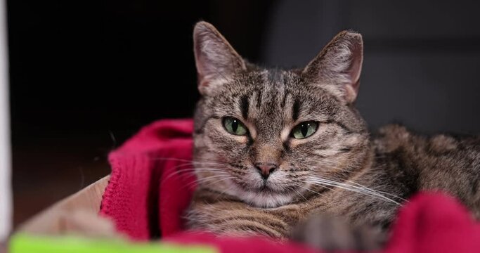 Close up portrait of a tabby cat looking around. The cat is lying on a red bed. Big green eyes, head, nose, ears, whiskers of animals. Close up. Funny pets. 4k. the static shot