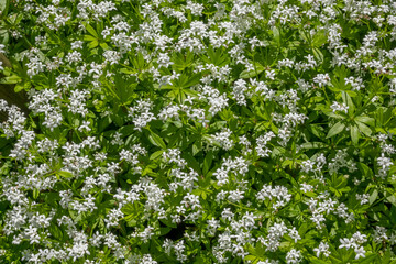 Waldmeister (Galium odoratum)