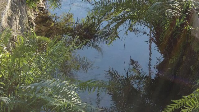 Ferns and plants over stream in an agricultural ditch
