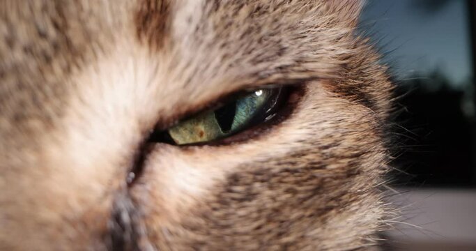 Cat's eye super macro. Green pupil close-up