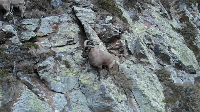 Caucasus, Bezengi gorge. Mountain goats are walking along the sheer cliffs.