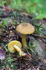 Prunes and Custard, wild mushroom from Finland, scientific name Tricholomopsis decora