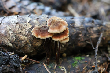 Pinecone mushroom, also called the cone tooth or the ear-pick fungus, scientific name Auriscalpium vulgare
