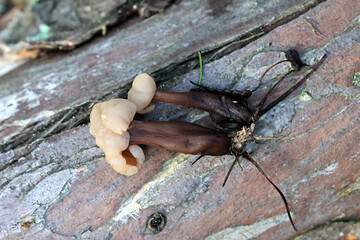 A jellybaby fungus, no common English name, scientific name Cudonia circinans