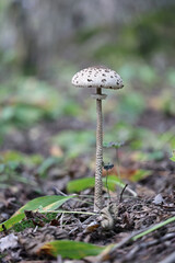 Parasol mushroom, wild fungus from Finland, scientific name Macrolepiota procera