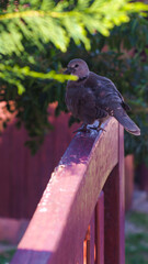 Vue rapprochée d'une jeune tourterelle, posée sur un portail en bois © Anthony