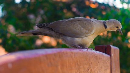 Vue rapprochée d'une jeune tourterelle, posée sur un portail en bois © Anthony