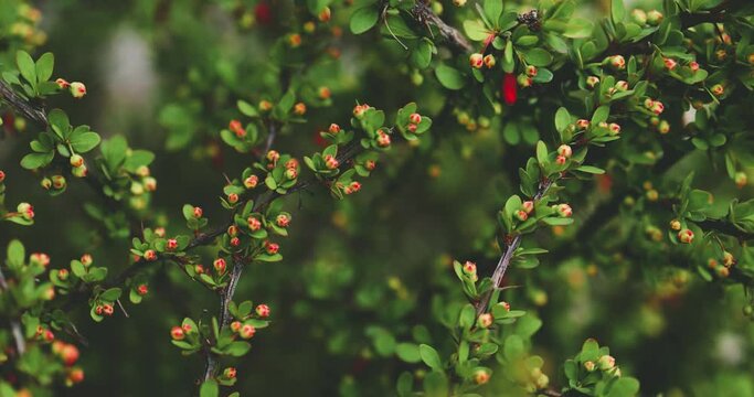 thorny thickets of Japanese Barberry shrub with numerous buds, that are going to bloom in ornamental garden at spring day. Berberis thunbergii plant