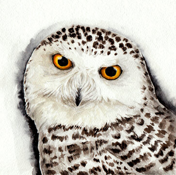 white owl with yellow eyes watercolor portrait