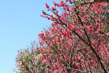 日本の梅林の紅梅と白梅の満開の花(兵庫県神戸市東灘区　岡本梅林)