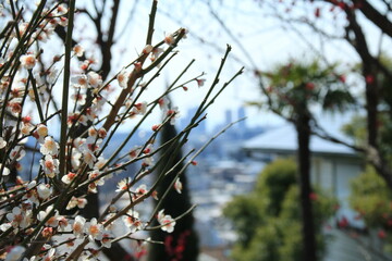 岡本梅林(神戸市東灘区)の満開も梅の花(白梅)と神戸市街地風景