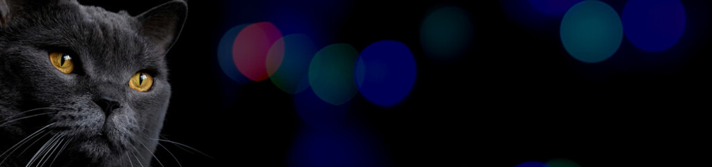 Yellow cat eyes, Bokeh lighting on a dark background. Cat look. face with yellow eyes. horizontal banner with space for text.