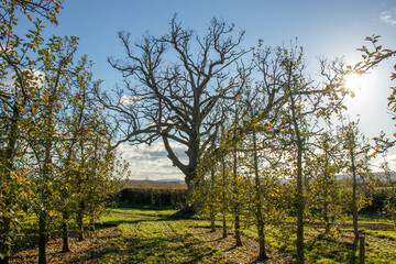 Old oak tree in the apple orchard.