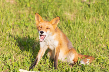 北海道のキタキツネ