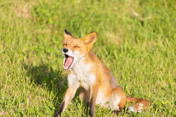 北海道のキタキツネ