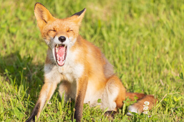 北海道のキタキツネ