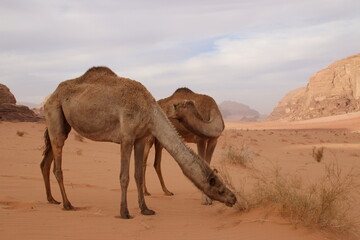 Camels in the Desert (Wadi Rum, Jordan)