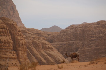 Camel in Wadi Rum (Jordan)