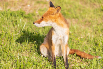 北海道のキタキツネ