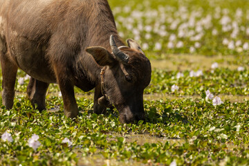 Young Bubalus bubalis, or Asian water buffalo, grazing among plants growing in a rainwater pool, near Banteay Kdei temple, Angkor Wat, Cambodia