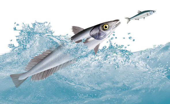 poisson, merlu , attaque, &eacute;vasion, vague, aliment, frais, blanc, fruits de mer, brut, p&ecirc;che, sauvage, mer, ailette, sain, queue, attraper, truite, t&ecirc;te, nature, argent, fra&icirc;cheur, eau, repas