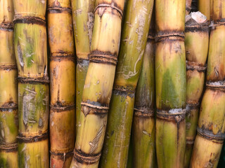 Close up of a pile of sugar cane.