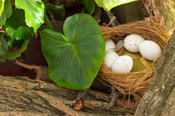 Bird's nest with eggs on the background of the bark and green leaves.